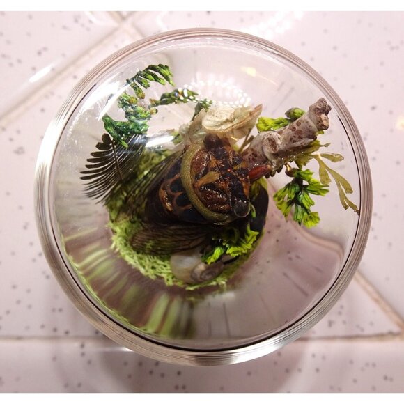 Cicada June Bug Snail Shell Luna Moth Wing Dried Flowers Oddity Jar taxidermy - Picture 11 of 14